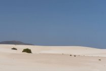 Cespugli di vegetazione sulla pianura sabbiosa delle isole Canarie — Foto stock