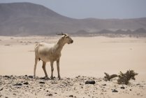Cabra em colinas no deserto de Fuerteventura, Ilhas Canárias — Fotografia de Stock