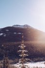 Вид на снігові спокійні хвойні ліси на місцевості з діапазоном мальовничих гір під блакитним небом — стокове фото