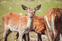 Close-up of brown deer grazing in natural reserve — Stock Photo