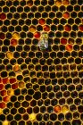 Primer plano de la abeja miel ocupada trabajando en panal - foto de stock