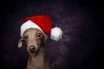 Итальянская борзая собака в шляпе Санта-Клауса на тёмном фоне — стоковое фото