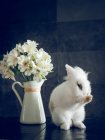 Coelho fofo e flores brancas em vaso no fundo escuro — Fotografia de Stock