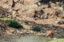 Cervo in piedi sulla collina rocciosa e pascolo nella riserva naturale — Foto stock