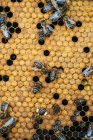 Крупним планом зайняті медоносні бджоли, що працюють на медовому комбінаті — стокове фото