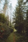 Ruhige grüne malerische Wälder bei Tageslicht — Stockfoto