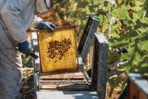 Apicultor recogiendo miel de panal en la colmena - foto de stock