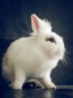 Nahaufnahme eines entzückenden kleinen Kaninchens mit weißem weichen Fell, das auf einem schwarzen Tisch sitzt — Stockfoto
