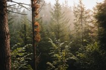 Спокійний зелений мальовничий ліс у денному світлі — стокове фото