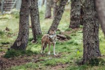 Jovem lobo em pé entre as árvores na reserva e olhando para longe — Fotografia de Stock
