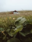 Vegetación en la colina y pequeña casa solitaria en el fondo en las Islas Feroe - foto de stock