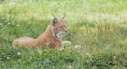 Calm brown lynx resting on grass in natural reserve — Stock Photo