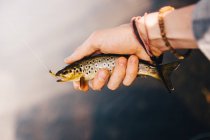 La mano del pescatore con le bagattelle che tengono piccolo pesce agganciato con la lenza forata — Foto stock