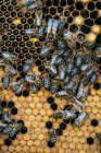 Згусток бджолиного роту, що працює на стільниках. — стокове фото