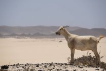 Cabra sobre colinas en el desierto de Fuerteventura, Islas Canarias - foto de stock