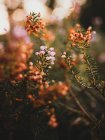 Крупним планом квітучі дрібні рослини на розмитому фоні — стокове фото