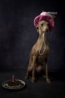 Niedlichen italienischen Windhund in lustigen Geburtstagshut mit Kuchen auf schwarzem Hintergrund — Stockfoto