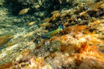 Kleine Fische schwimmen in der Nähe des Meeresbodens, der mit Algen bedeckt ist — Stockfoto