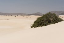 Vegetazione cespugli verdi sulla pianura sabbiosa sulle isole Canarie — Foto stock
