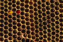 Gros plan de fond en nid d'abeille doré biologique — Photo de stock
