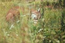 Brauner Luchs frisst Beute im Gras im Naturschutzgebiet — Stockfoto