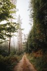 Сільська стежка в спокійному зеленому мальовничому лісі в денне світло — стокове фото