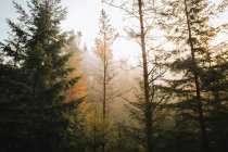 Floresta pitoresca verde calmo à luz do dia — Fotografia de Stock