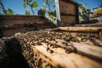 Крупный план роя пчёл, работающих в улье — стоковое фото