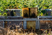 Cornici ape miele all'aperto — Foto stock