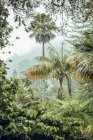 Lush vegetation of tropical forest with palms and bushes, Portugal — Stock Photo