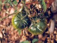 Nahaufnahme von grünen Tomaten, die auf Zweigen im Garten wachsen — Stockfoto