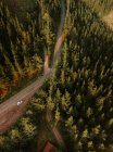 Асфальтована сільська дорога в зелених лісах — стокове фото