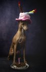Cute Italian greyhound dog in funny birthday hat with cake on black background — Stock Photo