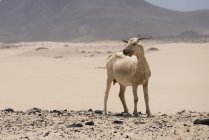 Cabra sobre colinas en el desierto de Fuerteventura, Islas Canarias - foto de stock