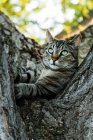 Gato despojado curioso deitado na árvore e olhando para longe — Fotografia de Stock