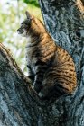 Gray striped pet sitting on tree and looking away — Stock Photo