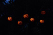 Calabazas de halloween brillantes en el bosque oscuro - foto de stock
