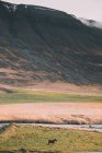 Вид на просторе поле з струмком і випасаючим конем під величними скелястими горами в тумані — стокове фото