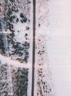 Drohnenblick von oben auf eine abgelegene Straße, die direkt zwischen schneebedeckten Bäumen und Feldern verläuft — Stockfoto