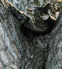 Despojado gato acostado en árbol y mirando hacia otro lado - foto de stock