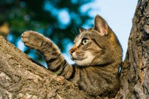 Ленивый раздетый кот лежит на дереве и смотрит в сторону — стоковое фото