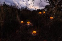 Яскраві хеллоуїн гарбузи в темному лісі — стокове фото