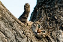 Despojado gato acostado en árbol - foto de stock