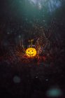 Поджигание тыквы на Хэллоуин в темном лесу — стоковое фото