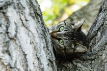 Stripped cat lying on tree and looking at camera — Stock Photo
