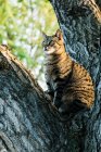 Полосатый кот сидит на дереве и смотрит в сторону — стоковое фото