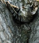 Смугастий кіт лежить на дереві і дивиться геть — стокове фото