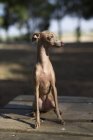 Little italian greyhound dog sitting on wooden table in park — Stock Photo