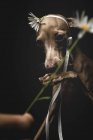 Маленькая итальянская собака-гончая играет с цветком ромашки, глядя в сторону на черном фоне — стоковое фото