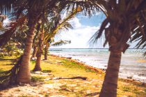 Group of palms on coast sea — Foto stock